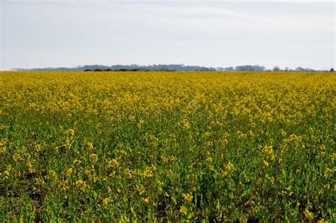  Brassica napus -  Niewyczerpane Źródło Oleju i Białka dla Przemysłu Spożywczego!